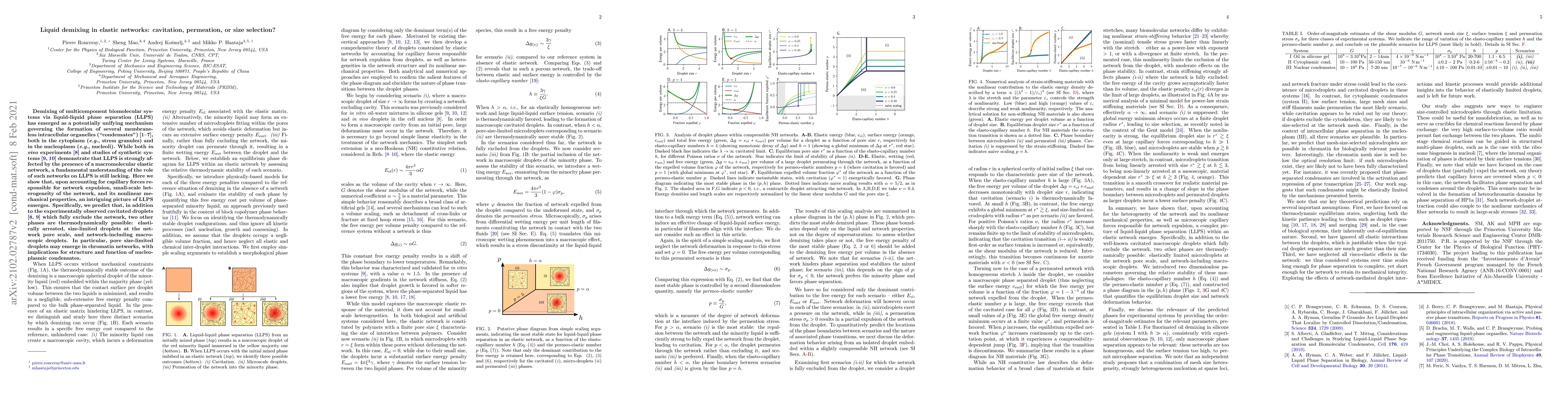 Thumbnail for Liquid demixing in elastic networks: cavitation, permeation, or size
  selection?
