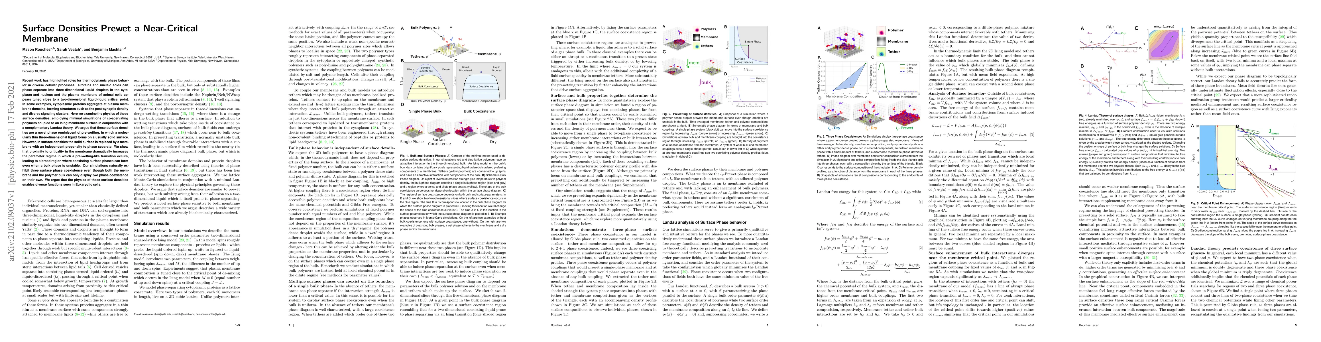 Thumbnail for Surface Densities Prewet a Near-Critical Membrane