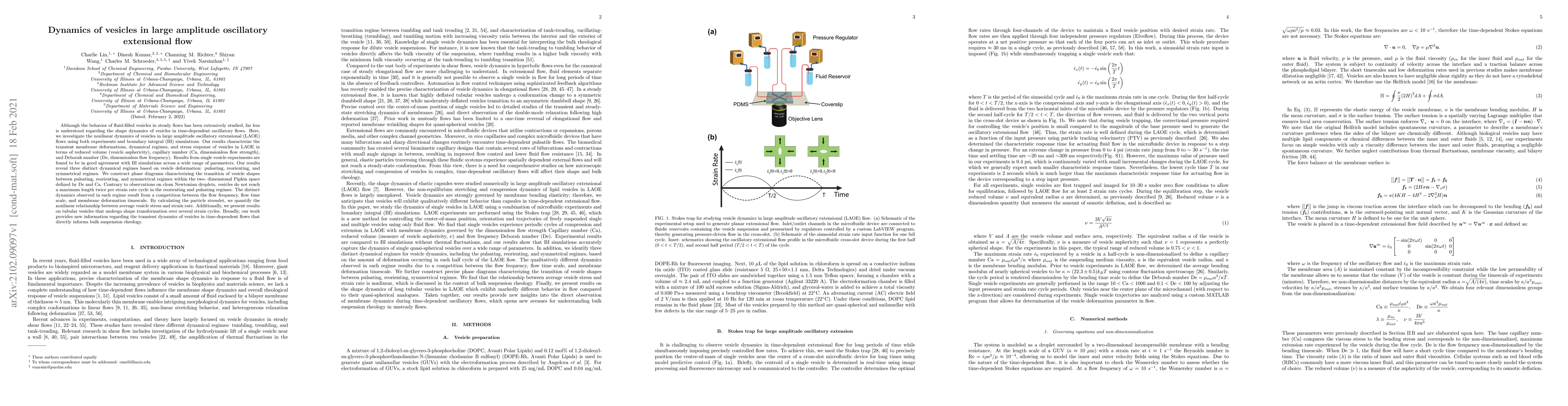 Thumbnail for Vesicle dynamics in large amplitude oscillatory extensional flow
