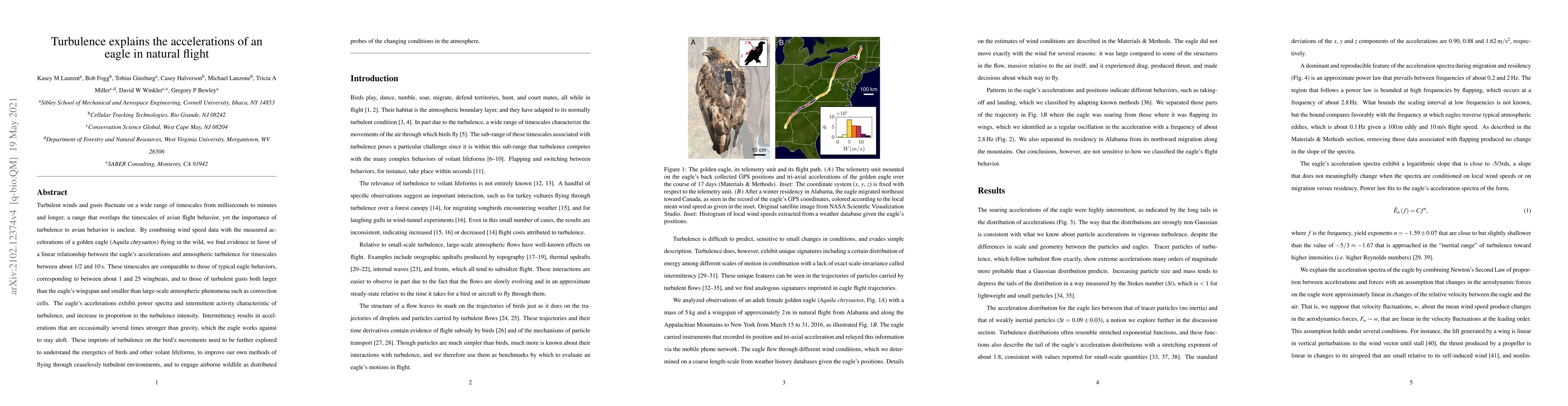 Thumbnail for Turbulence explains the accelerations of an eagle in natural flight