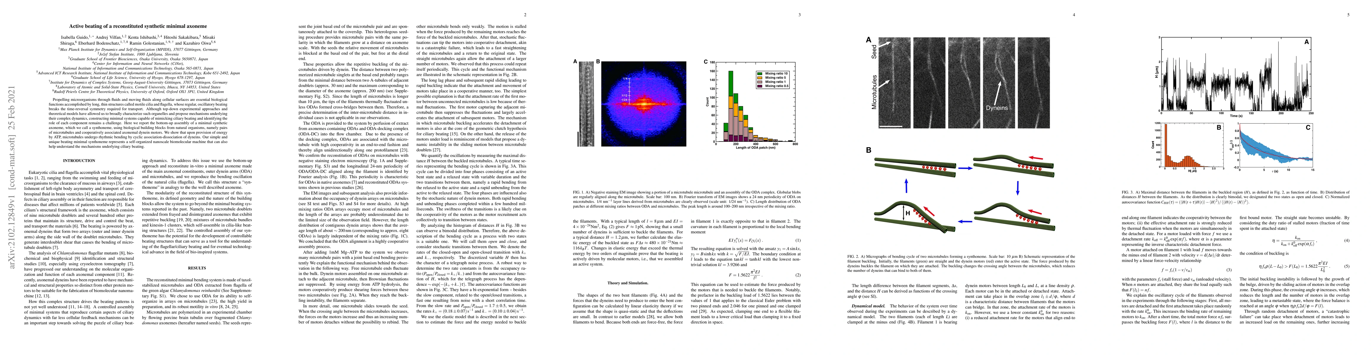 Thumbnail for Active beating of a reconstituted synthetic minimal axoneme