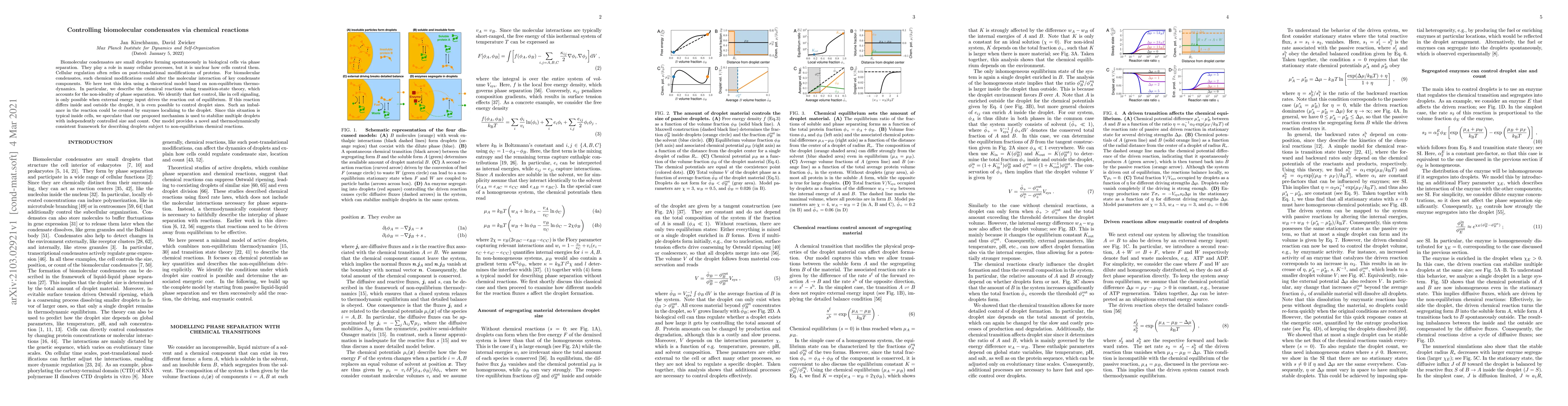 Thumbnail for Controlling biomolecular condensates via chemical reactions