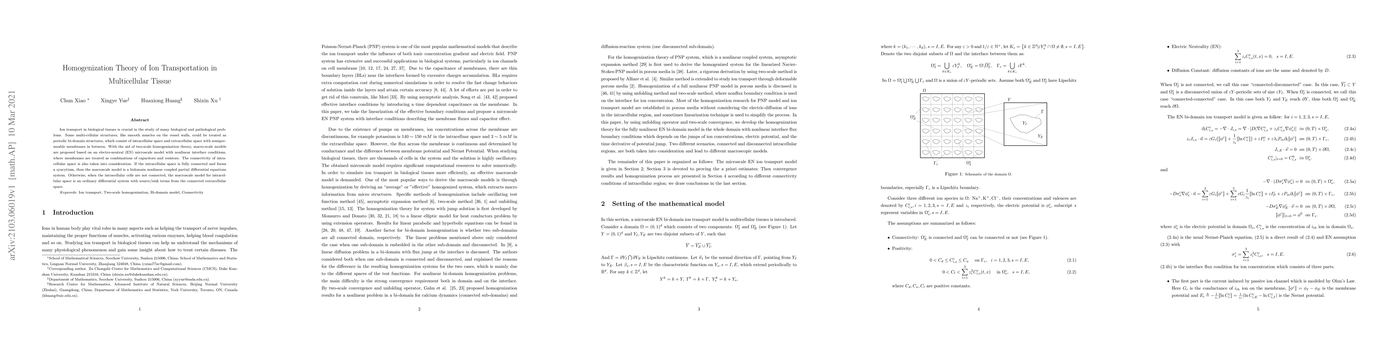 Thumbnail for Homogenization Theory of Ion Transportation in Multicellular Tissue