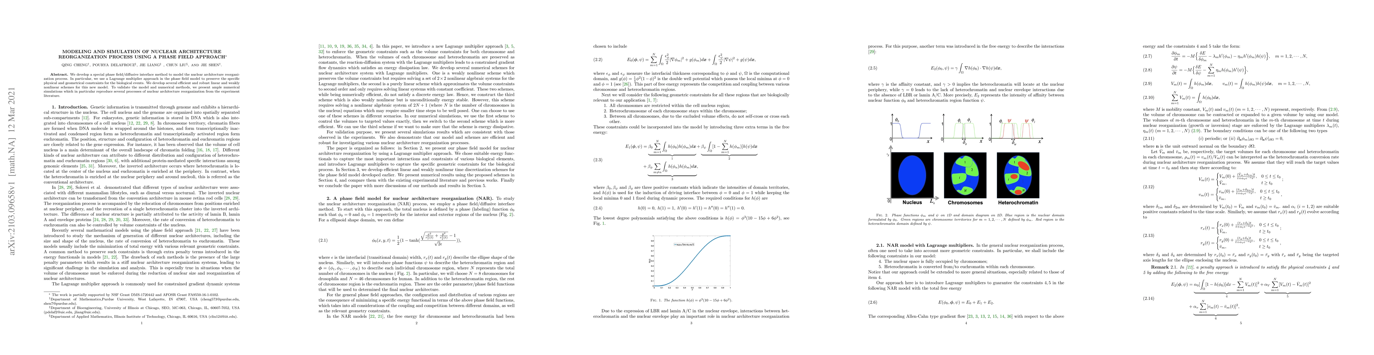 Thumbnail for Modeling and simulation of nuclear architecture reorganization process
  using a phase field approach
