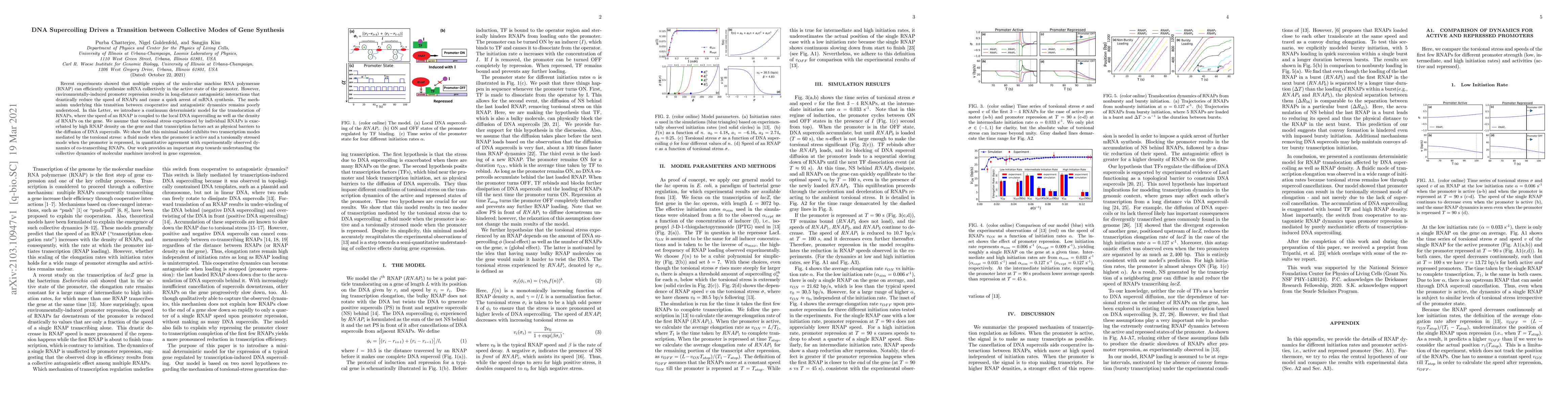 Thumbnail for DNA Supercoiling Drives a Transition between Collective Modes of Gene
  Synthesis