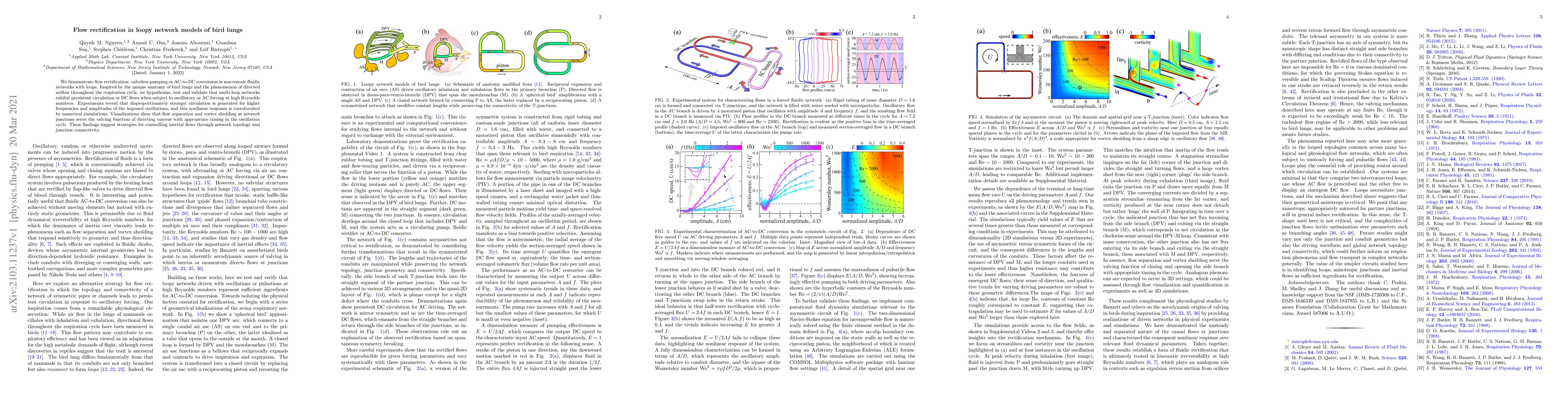 Thumbnail for Flow rectification in loopy network models of bird lungs