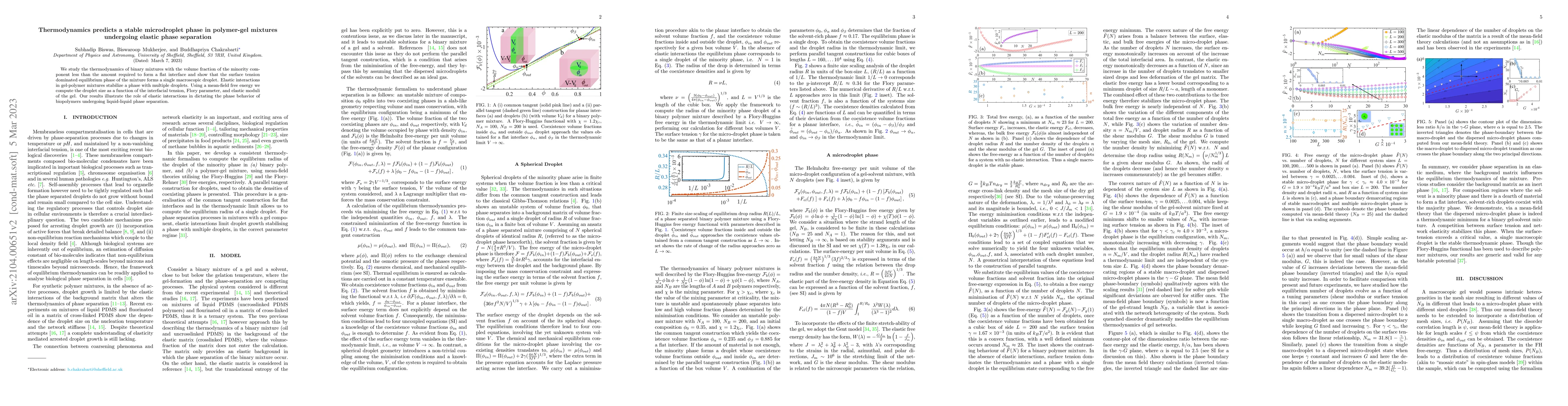 Thumbnail for Thermodynamics predicts a stable microdroplet phase in polymer-gel
  mixtures undergoing elastic phase separation