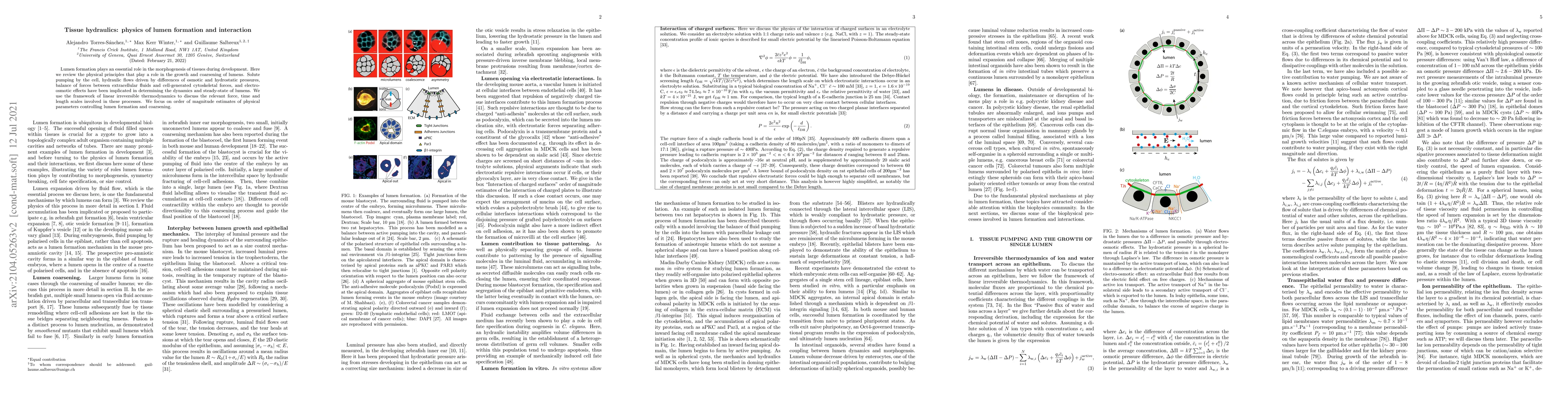 Thumbnail for Tissue hydraulics: physics of lumen formation and interaction