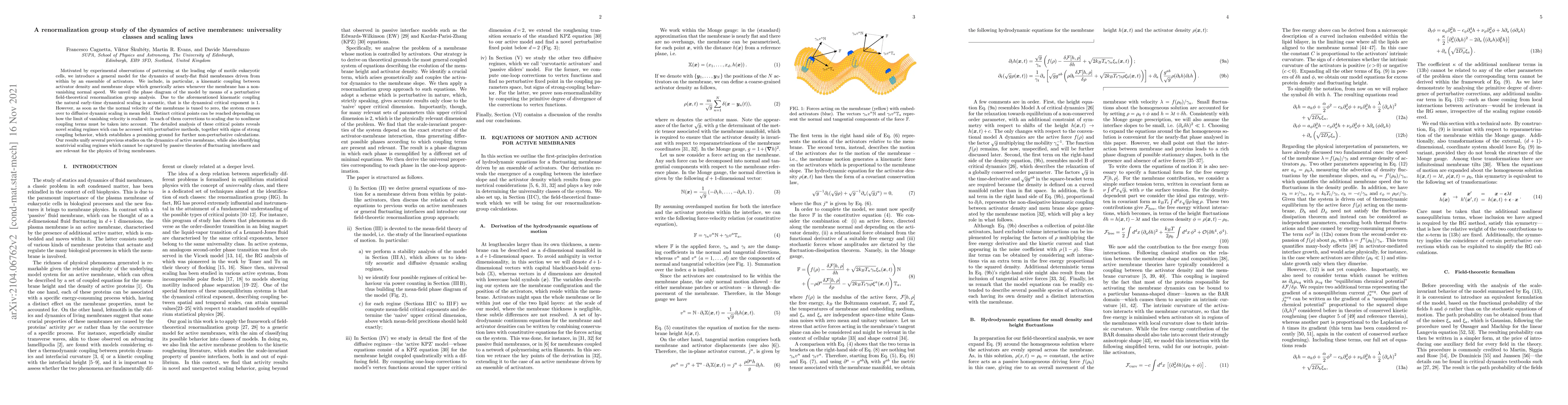 Thumbnail for A renormalization group study of the dynamics of active membranes:
  universality classes and scaling laws