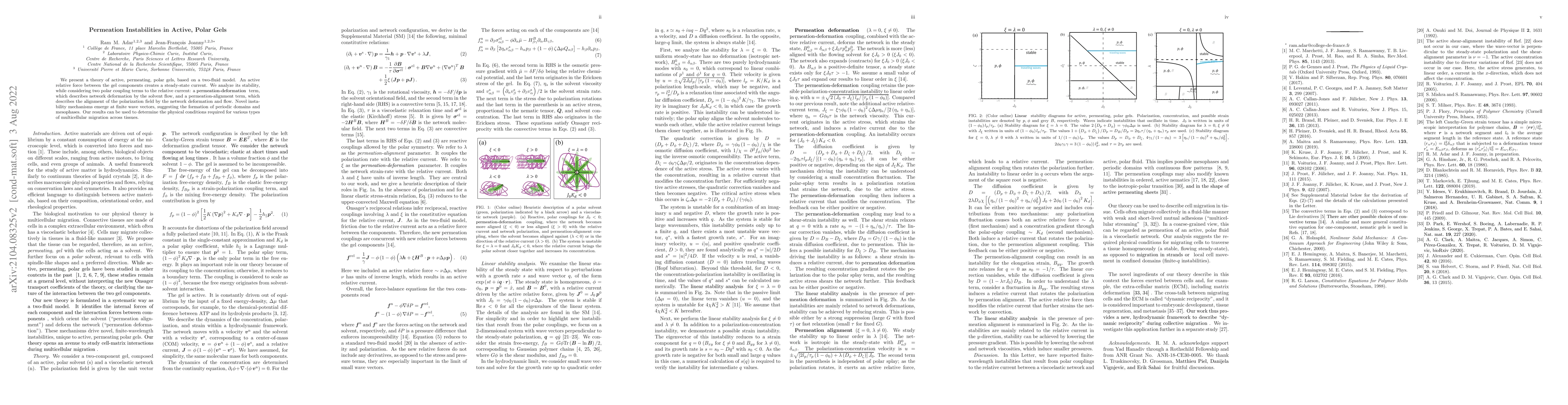 Thumbnail for Permeation Instabilities in Active, Polar Gels