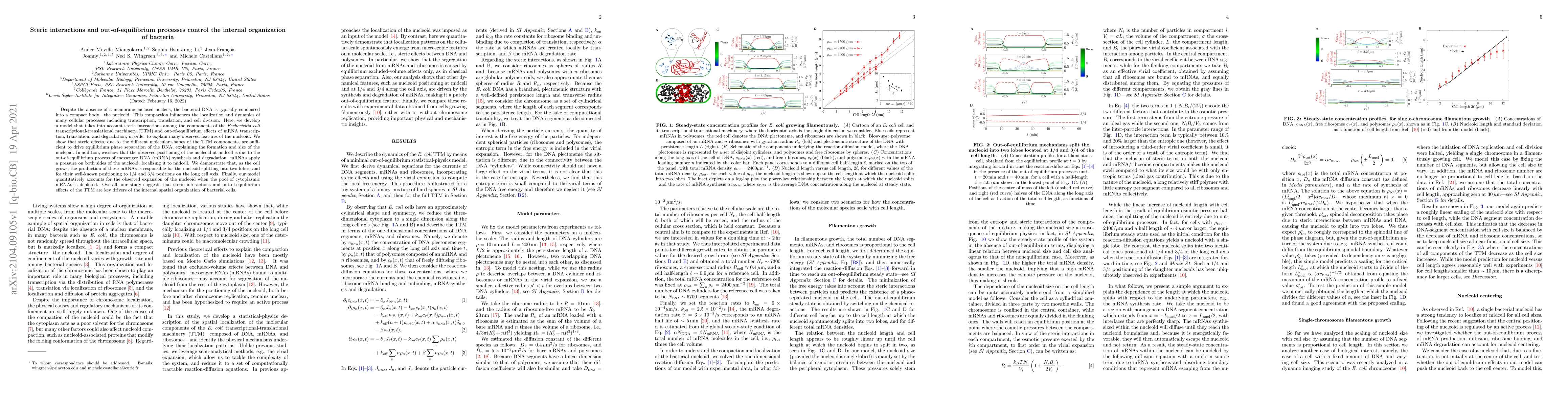 Thumbnail for Steric interactions and out-of-equilibrium processes control the
  internal organization of bacteria
