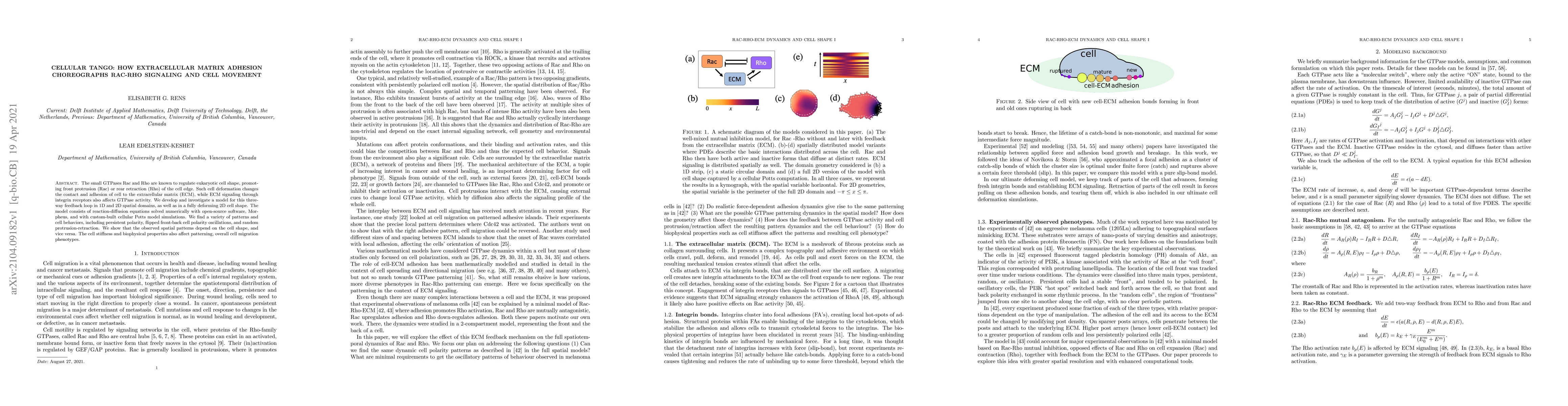 Thumbnail for Cellular tango: How extracellular matrix adhesion choreographs Rac-Rho
  signaling and cell movement