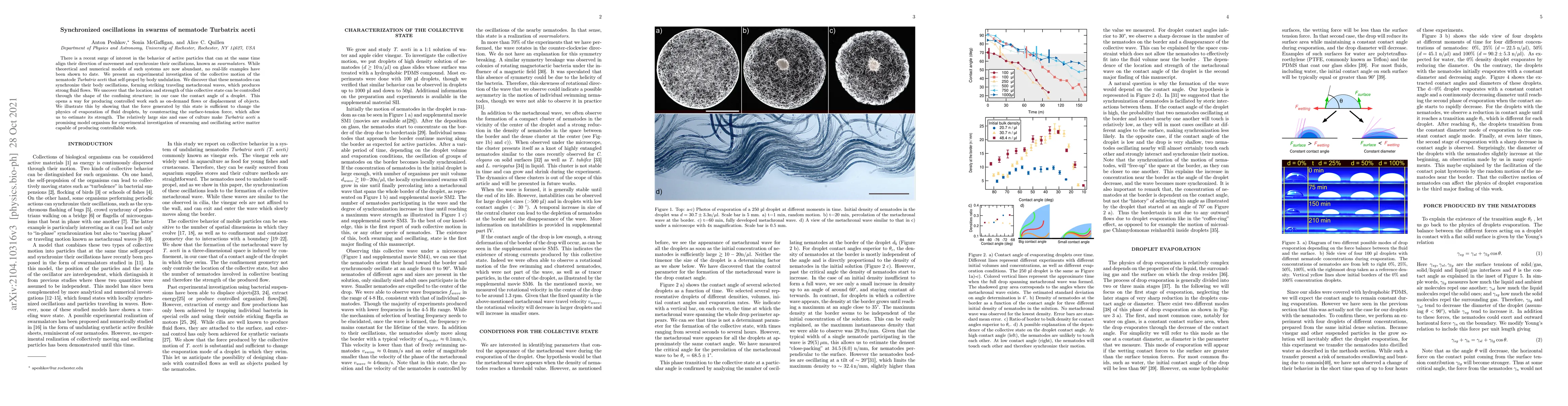 Thumbnail for Synchronized oscillations in swarms of nematode Turbatrix aceti