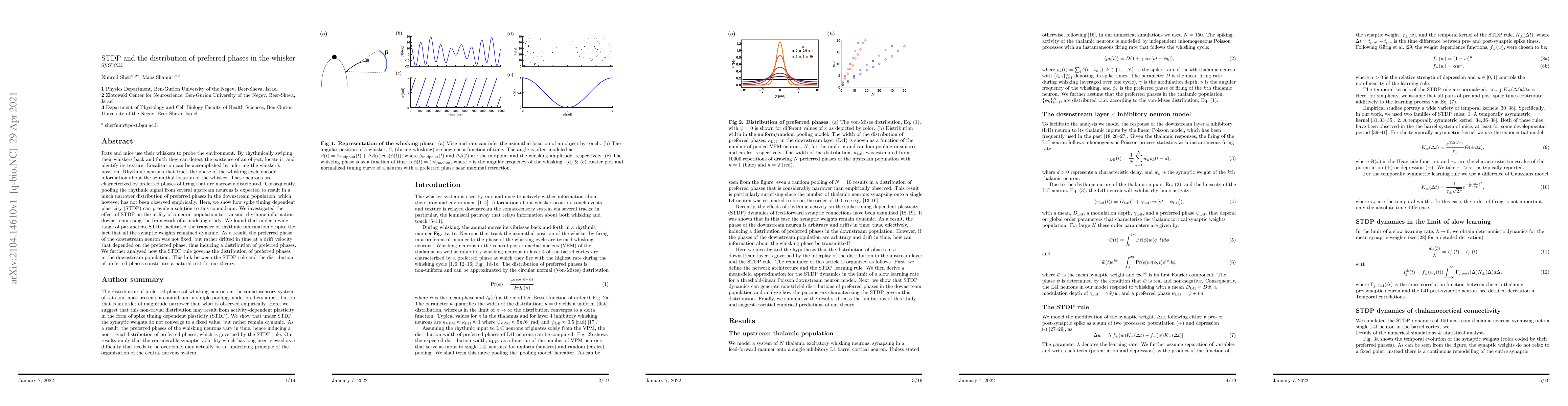 Thumbnail for STDP and the distribution of preferred phases in the whisker system