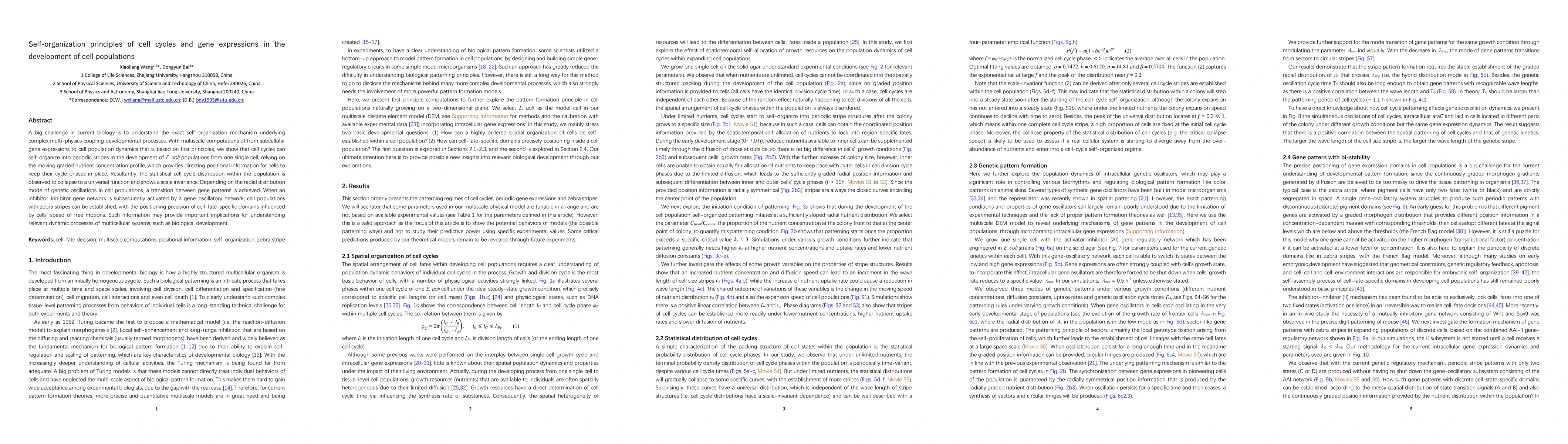 Thumbnail for Self-organization principles of cell cycles and gene expressions in the
  development of cell populations