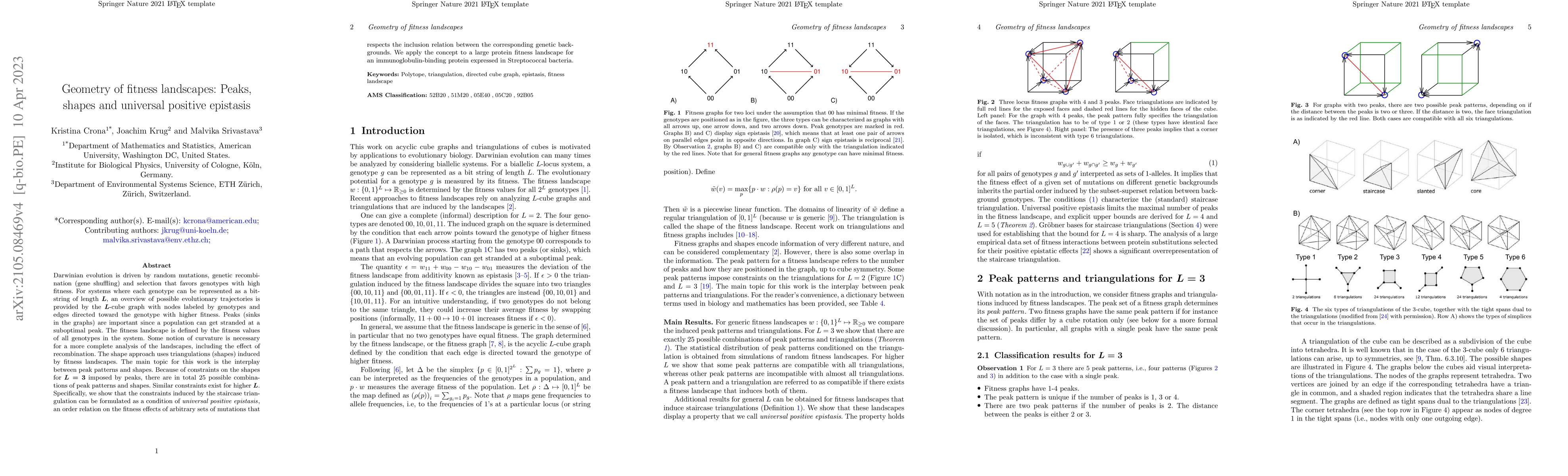 Thumbnail for Geometry of fitness landscapes: Peaks, shapes and universal positive
  epistasis