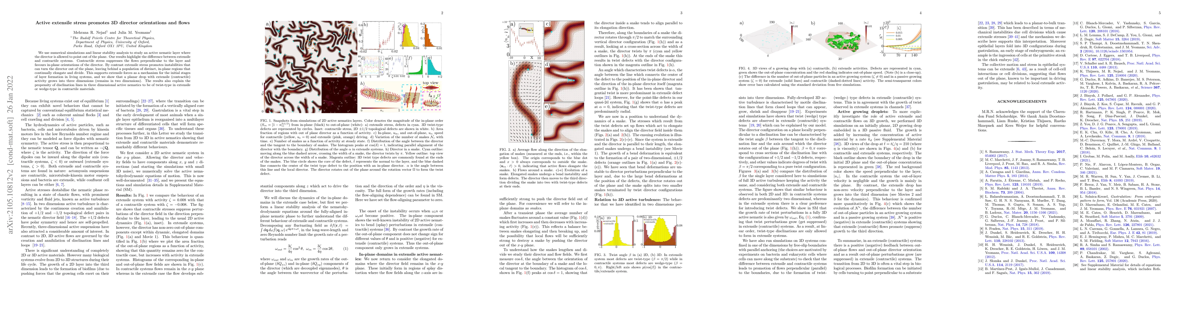 Thumbnail for Active extensile stress promotes 3D director orientations and flows