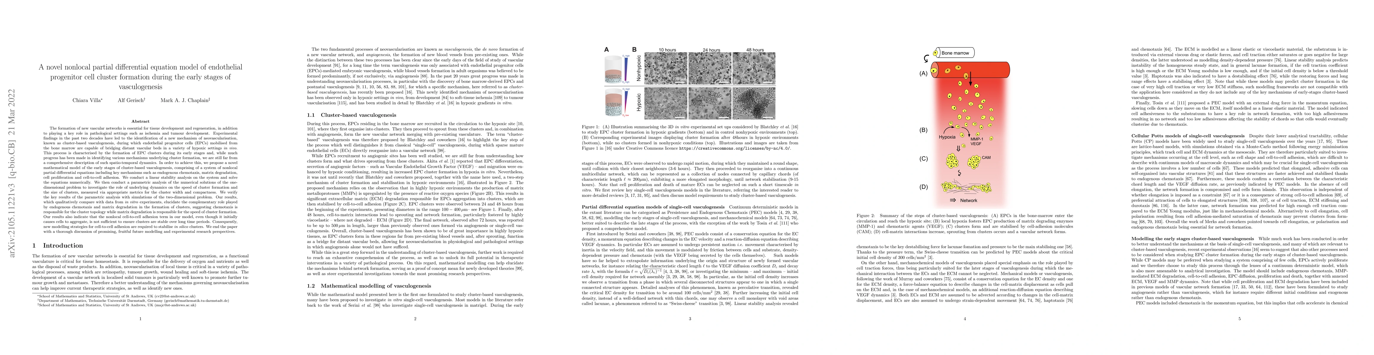 Thumbnail for A novel nonlocal partial differential equation model of endothelial
  progenitor cell cluster formation during the early stages of vasculogenesis