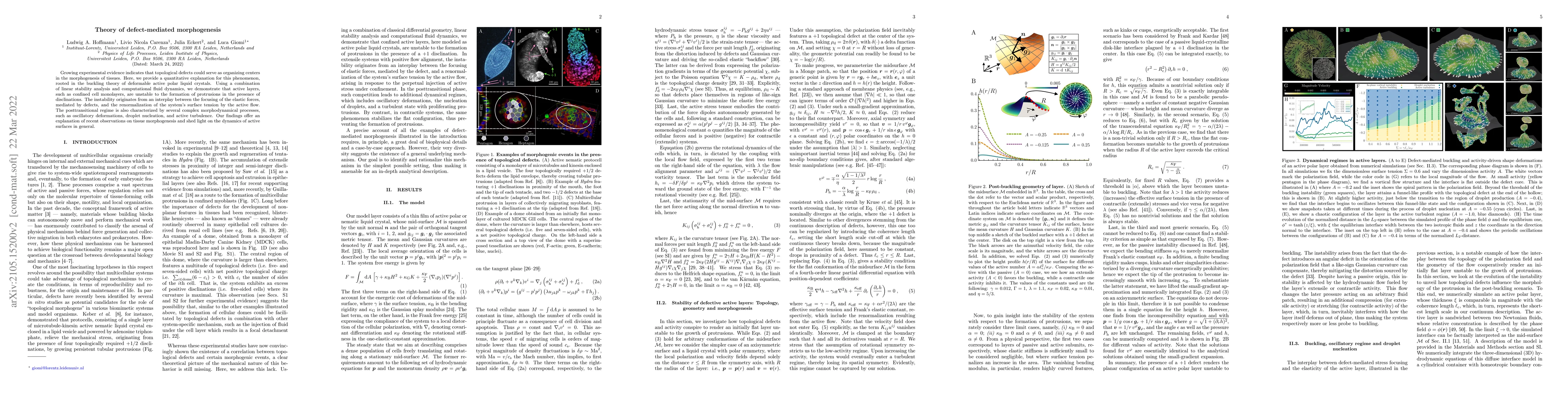Thumbnail for Theory of defect-mediated morphogenesis