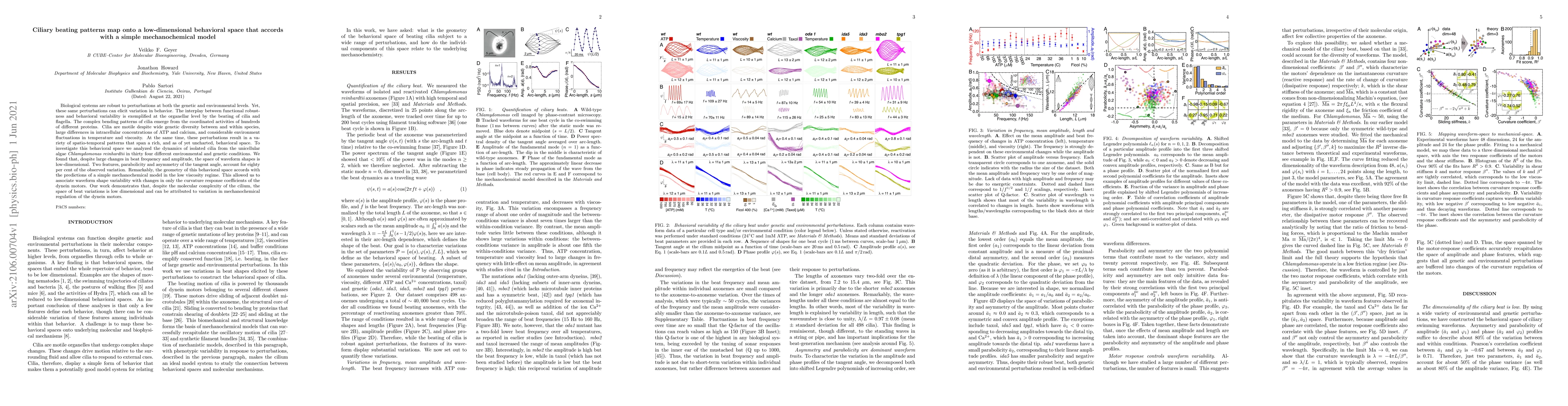 Thumbnail for Ciliary beating patterns map onto a low-dimensional behavioral space
  that accords with a simple mechanochemical model