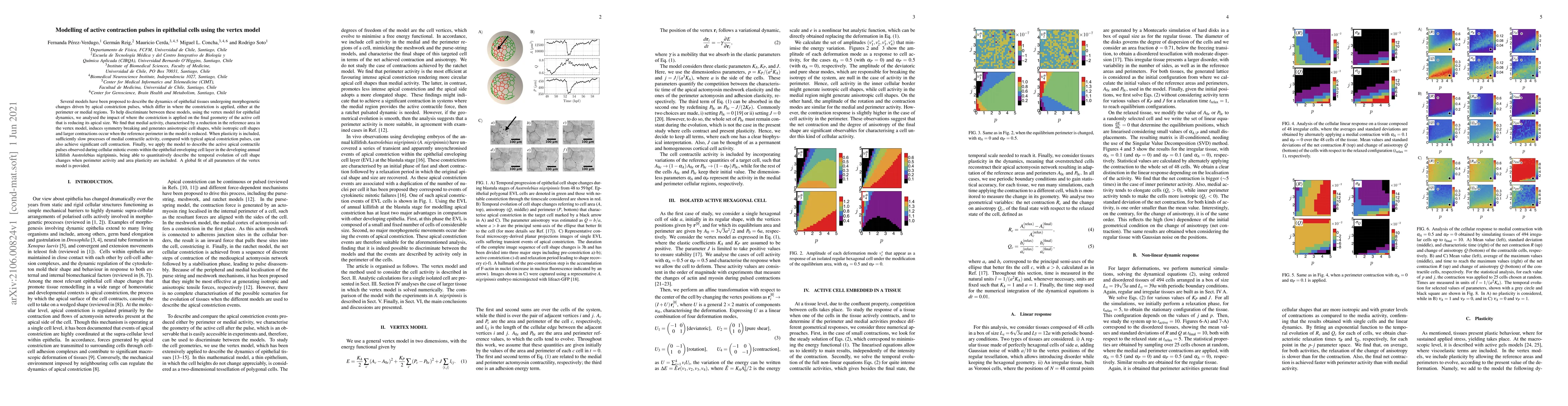 Thumbnail for Modelling of active contraction pulses in epithelial cells using the
  vertex model