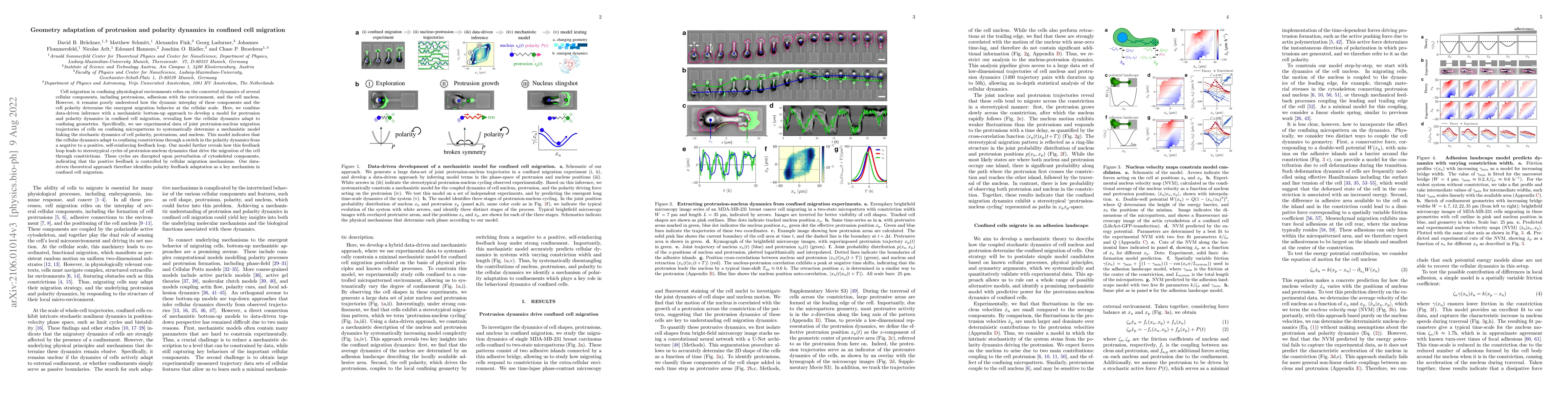 Thumbnail for Geometry adaptation of protrusion and polarity dynamics in confined cell
  migration