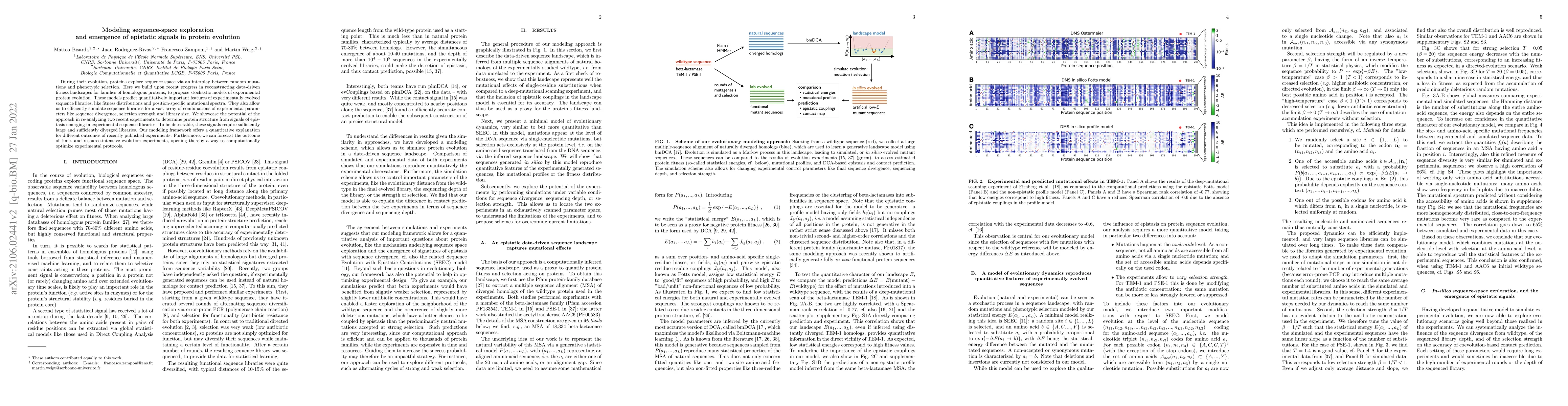 Thumbnail for Modeling sequence-space exploration and emergence of epistatic signals
  in protein evolution