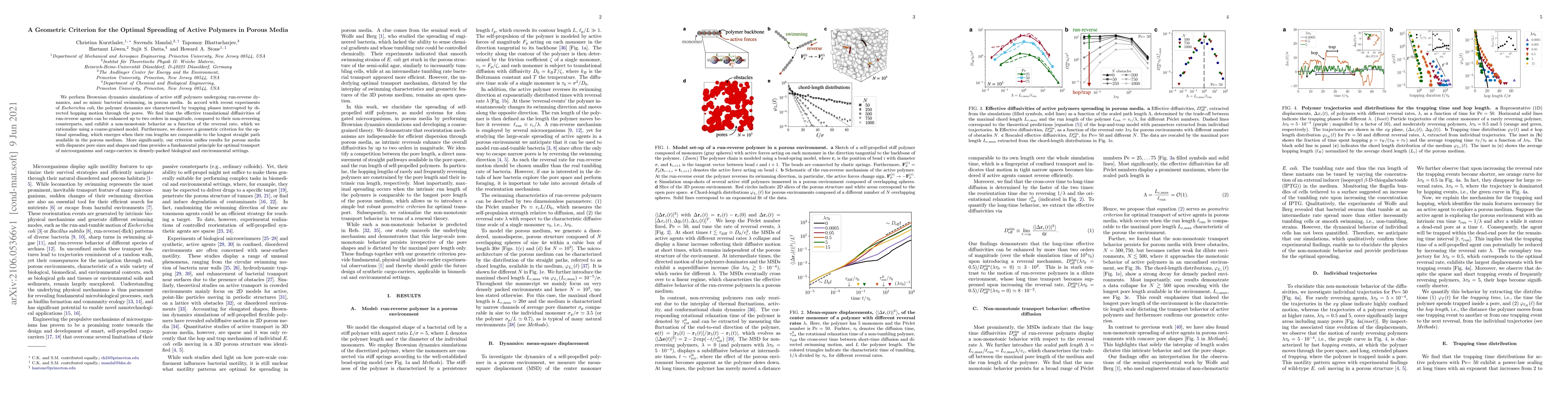 Thumbnail for A Geometric Criterion for the Optimal Spreading of Active Polymers in
  Porous Media