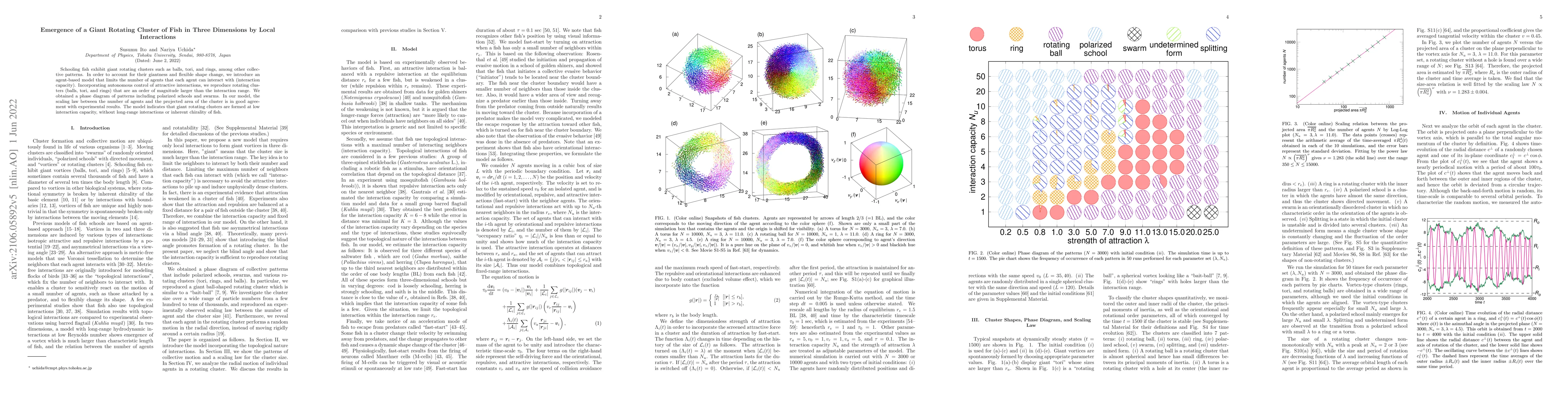 Thumbnail for Emergence of a giant rotating cluster of fish in three dimensions by
  local interactions