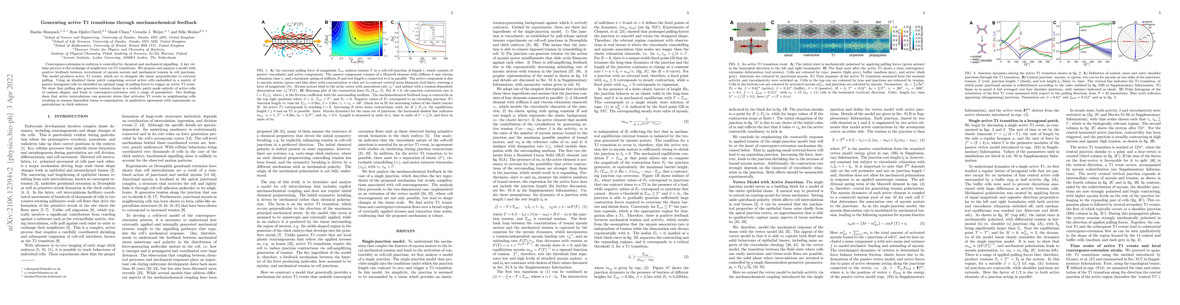 Thumbnail for Generating active T1 transitions through mechanochemical feedback