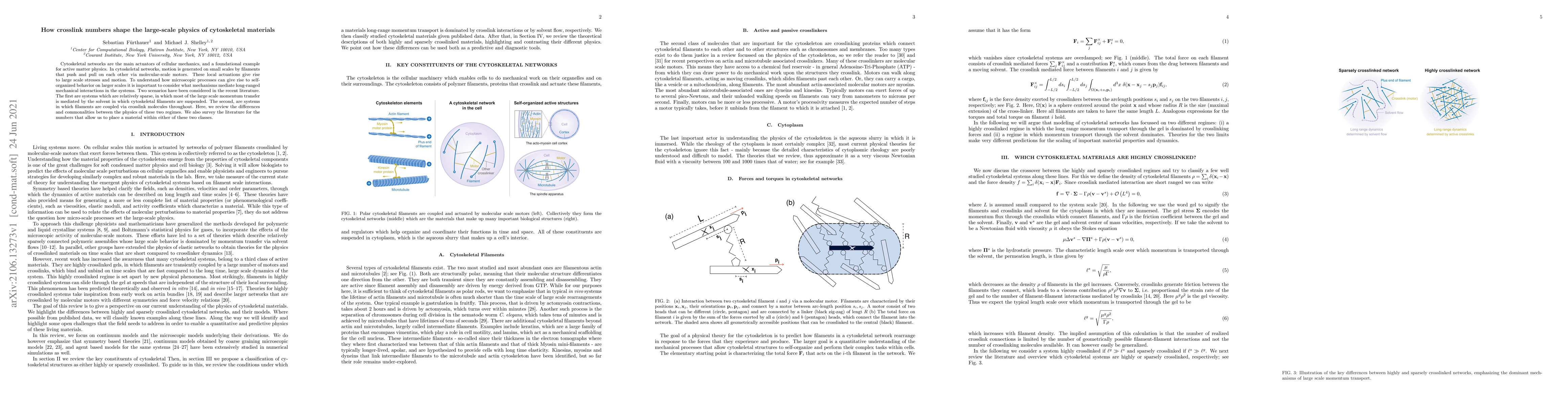 Thumbnail for How crosslink numbers shape the large-scale physics of cytoskeletal
  materials