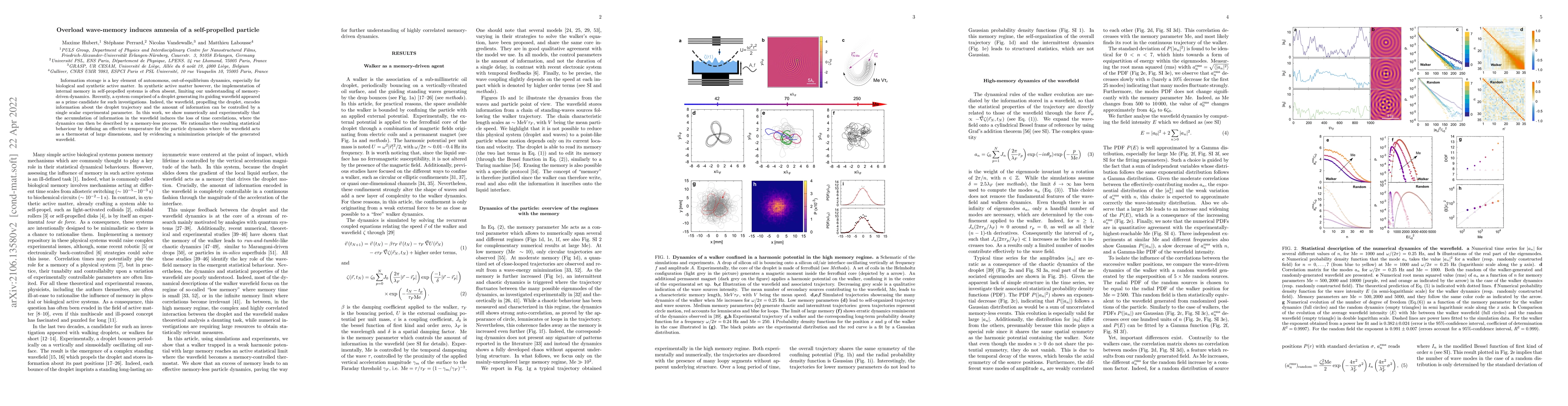 Thumbnail for Overload wave-memory induces amnesia of a self-propelled particle