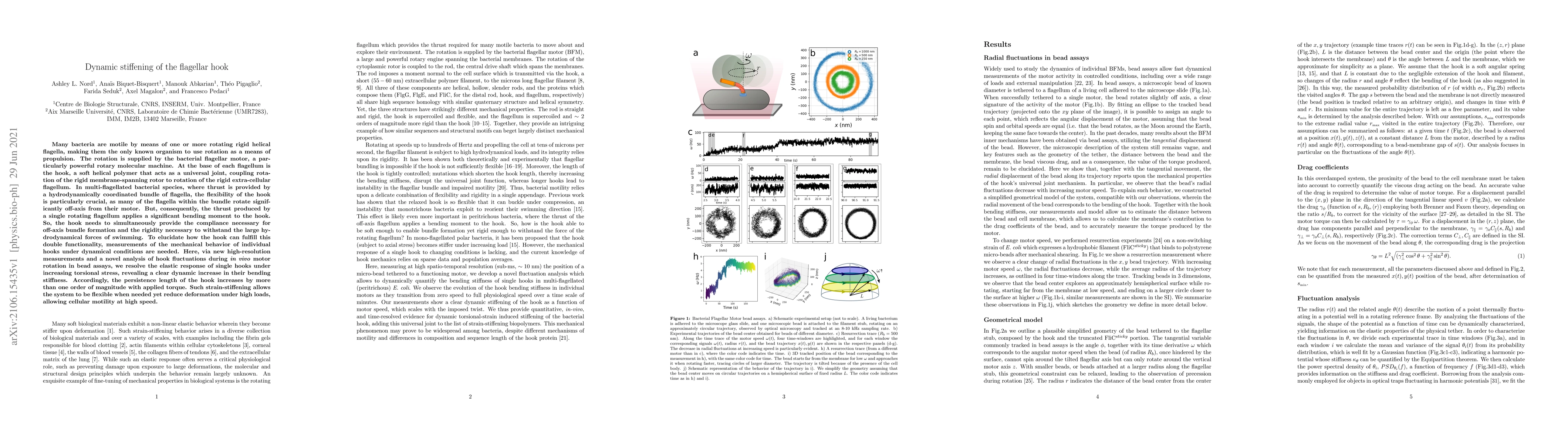 Thumbnail for Dynamic stiffening of the flagellar hook