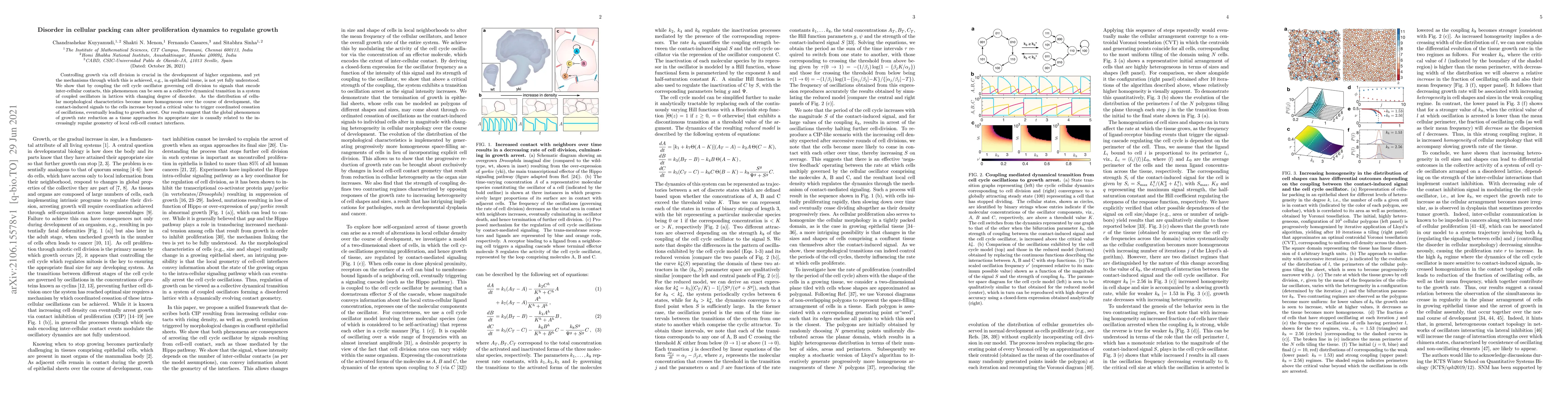 Thumbnail for Disorder in cellular packing can alter proliferation dynamics to
  regulate growth