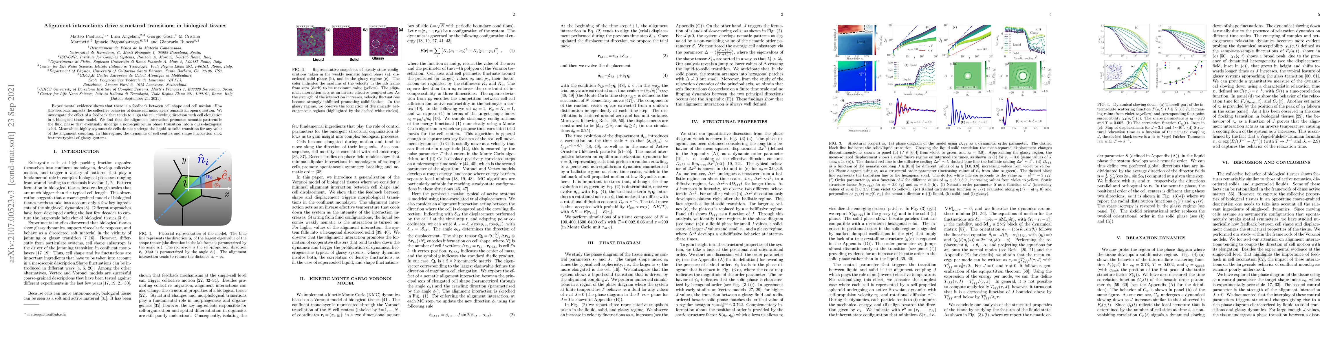 Thumbnail for Alignment interactions drive structural transitions in biological
  tissues