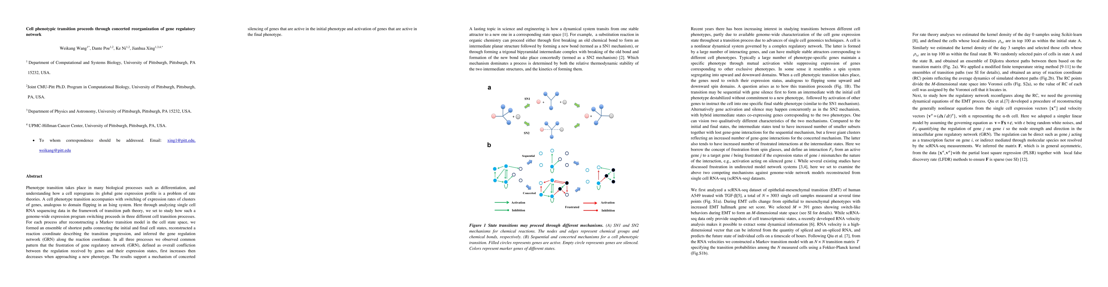 Thumbnail for Cell phenotypic transition proceeds through concerted reorganization of
  gene regulatory network