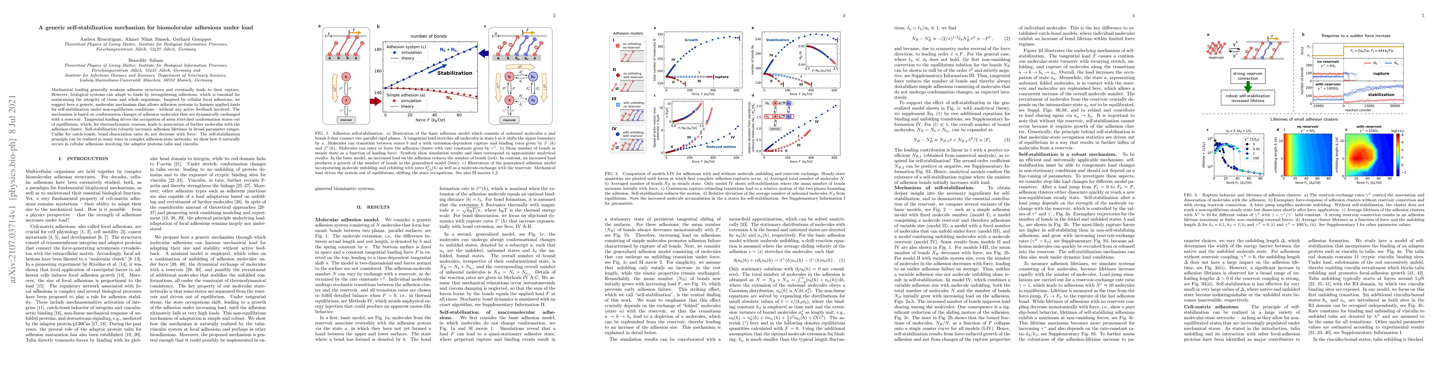 Thumbnail for A generic self-stabilization mechanism for biomolecular adhesions under
  load