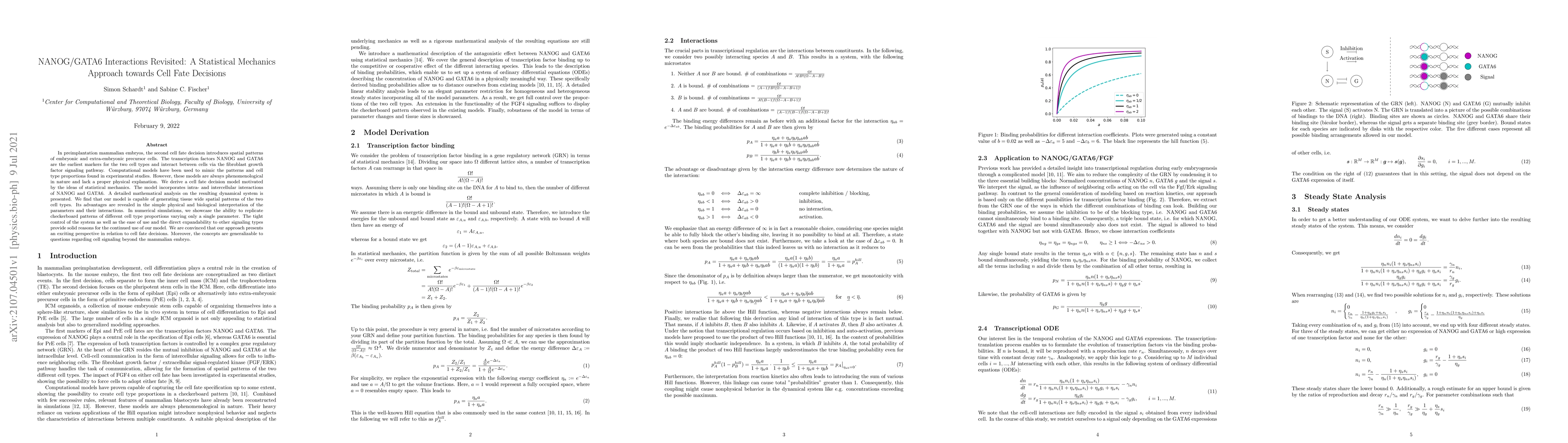 Thumbnail for NANOG/GATA6 Interactions Revisited: A Statistical Mechanics Approach
  towards Cell Fate Decisions