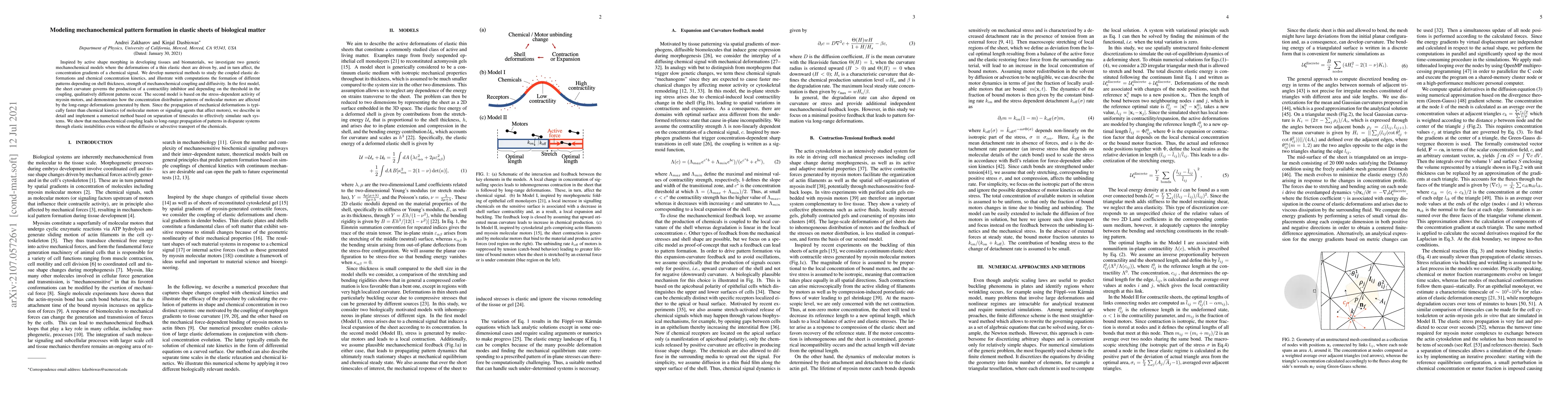 Thumbnail for Modeling mechanochemical pattern formation in elastic sheets of
  biological matter