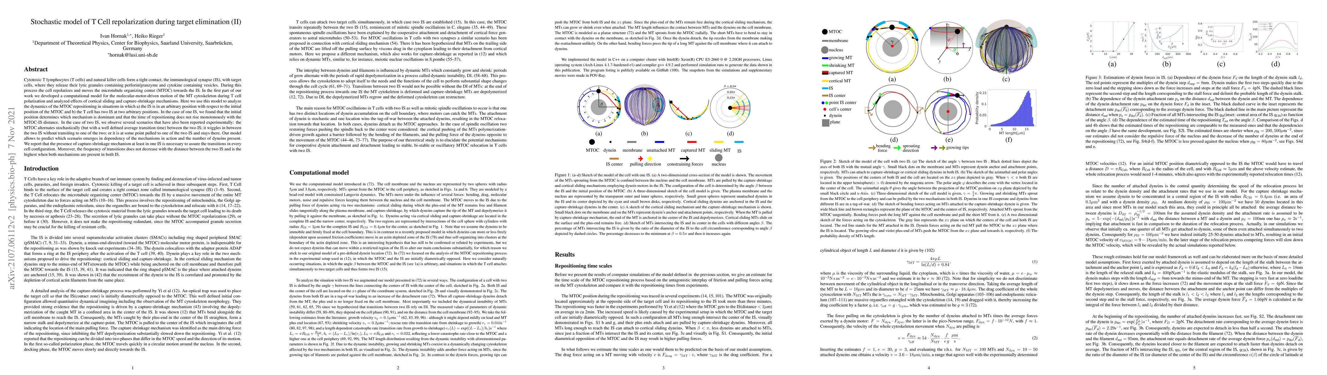 Thumbnail for Stochastic model of T Cell repolarization during target elimination (II)