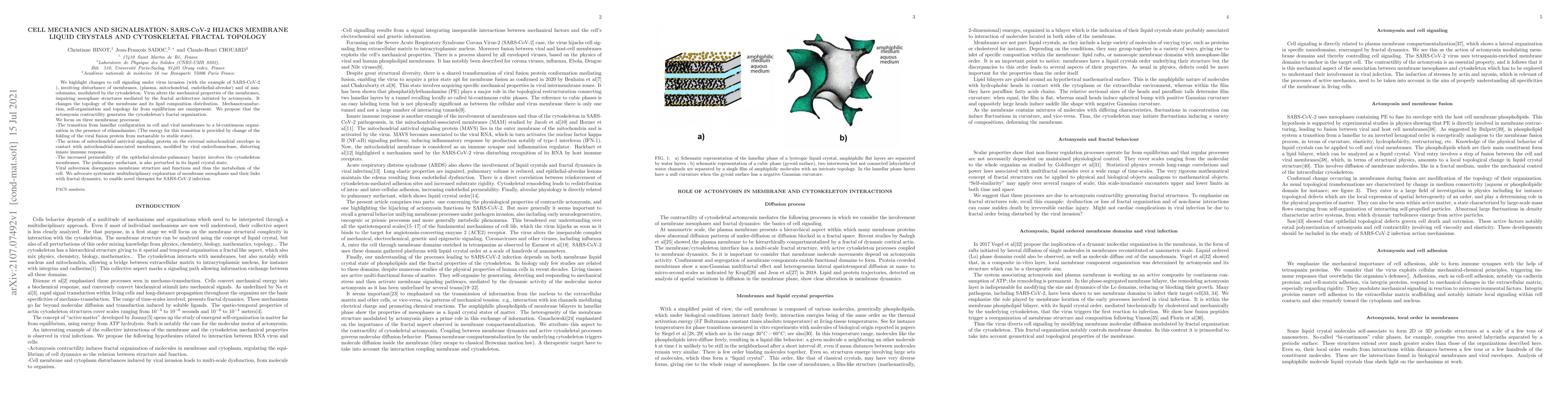 Thumbnail for Cell mechanics and signalisation: SARS-CoV-2 hijacks membrane liquid
  crystals and cytoskeletal fractal topology