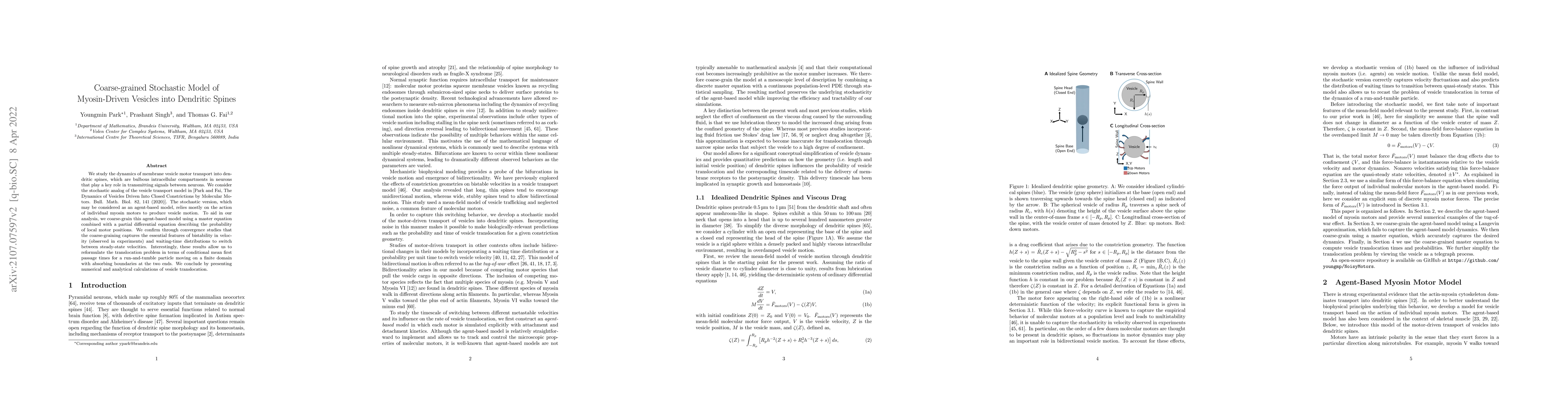 Thumbnail for Coarse-grained Stochastic Model of Myosin-Driven Vesicles into Dendritic
  Spines