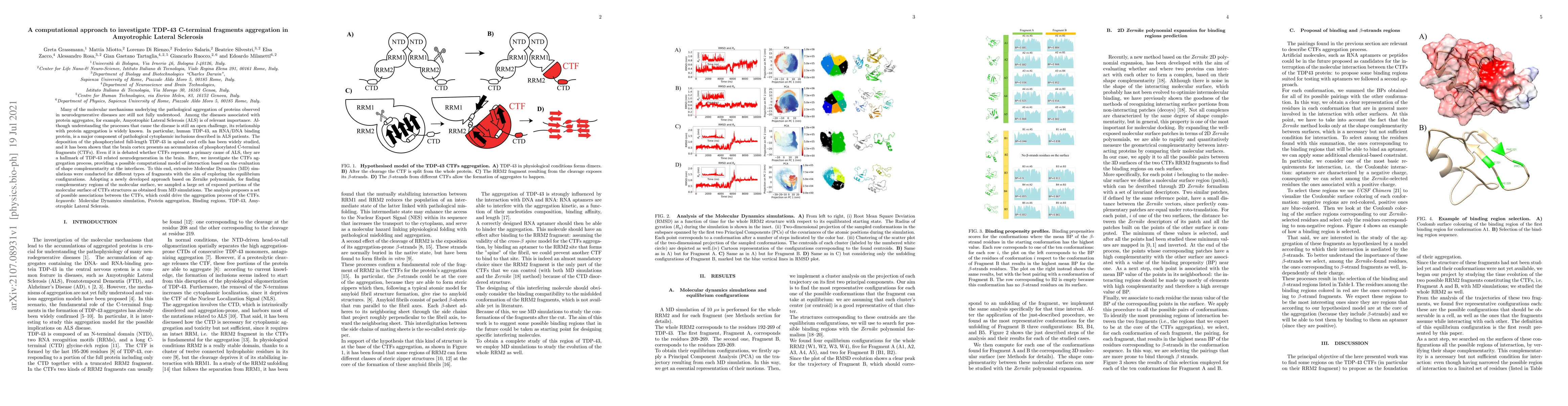 Thumbnail for A computational approach to investigate TDP-43 C-terminal fragments
  aggregation in Amyotrophic Lateral Sclerosis