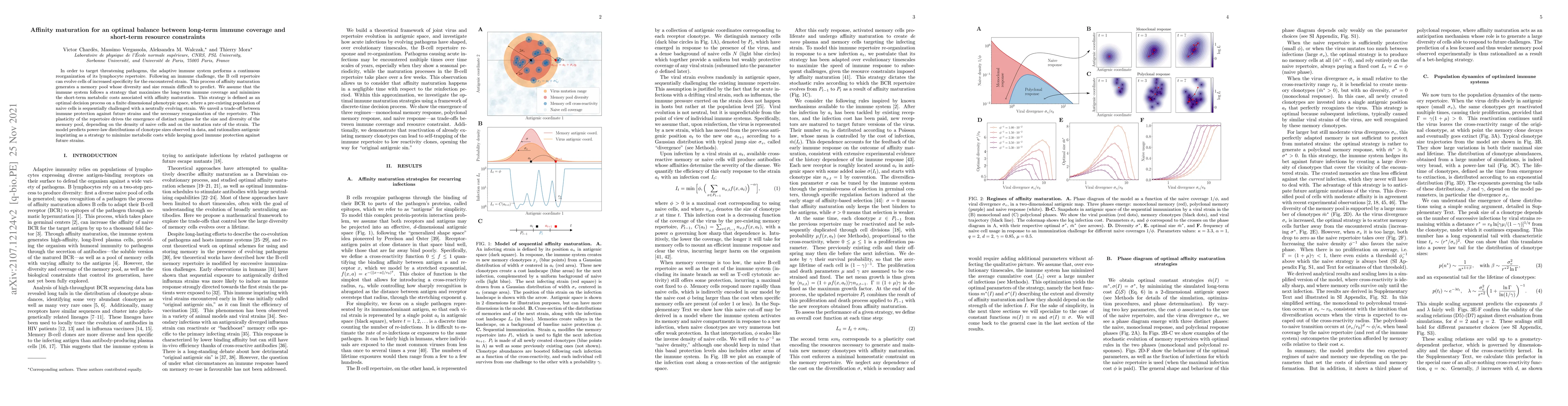 Thumbnail for Affinity maturation for an optimal balance between long-term immune
  coverage and short-term resource constraints
