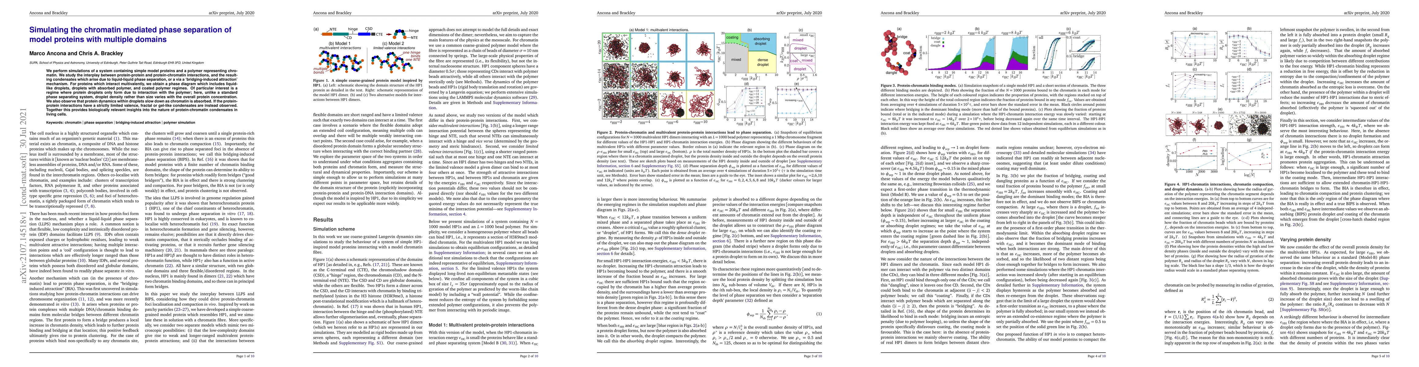 Thumbnail for Simulating the chromatin mediated phase separation of model proteins
  with multiple domains