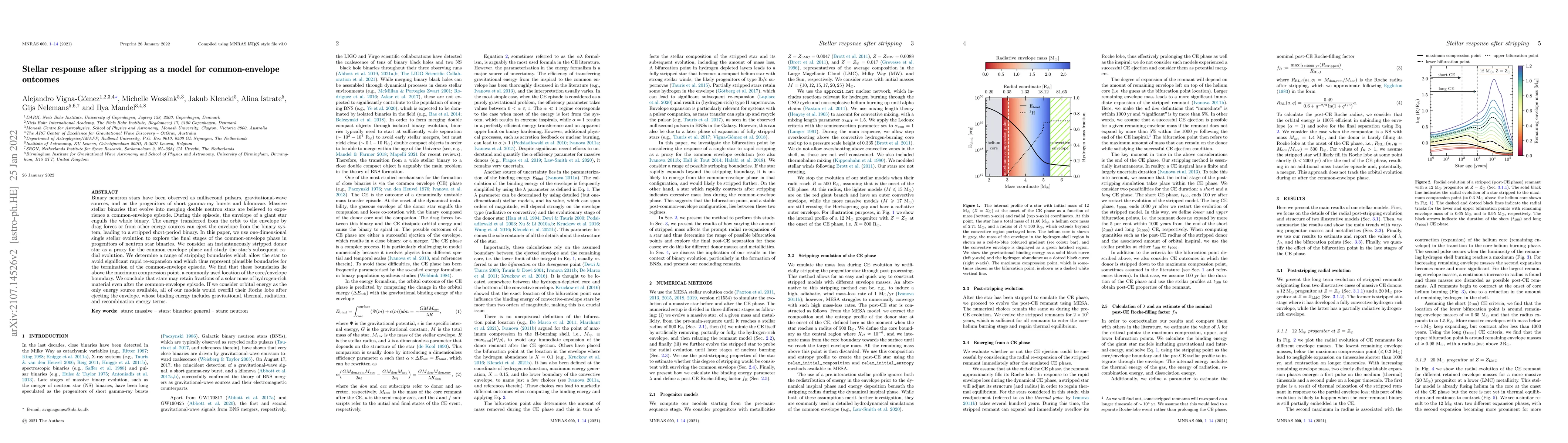 Thumbnail for Stellar response after stripping as a model for common-envelope outcomes