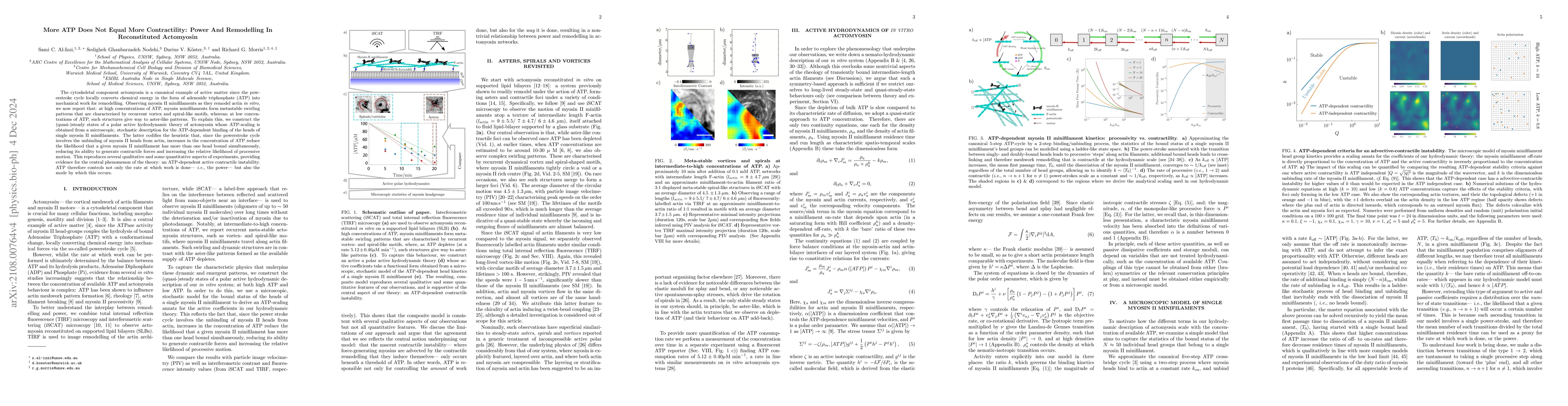 Thumbnail for More ATP Does Not Equal More Contractility: Power And Remodelling In
  Reconstituted Actomyosin