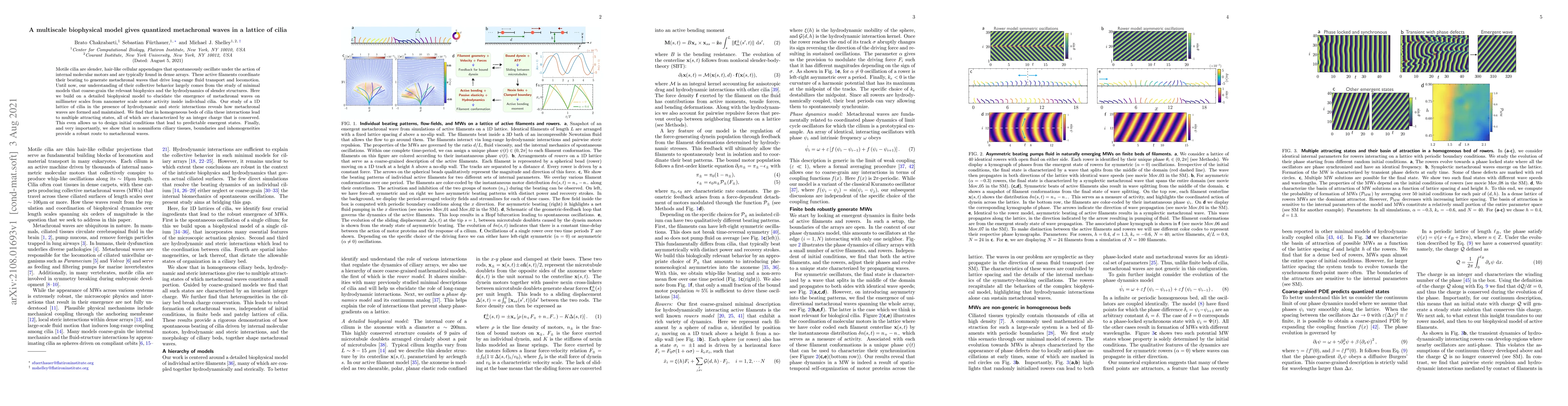 Thumbnail for A multiscale biophysical model gives quantized metachronal waves in a
  lattice of cilia