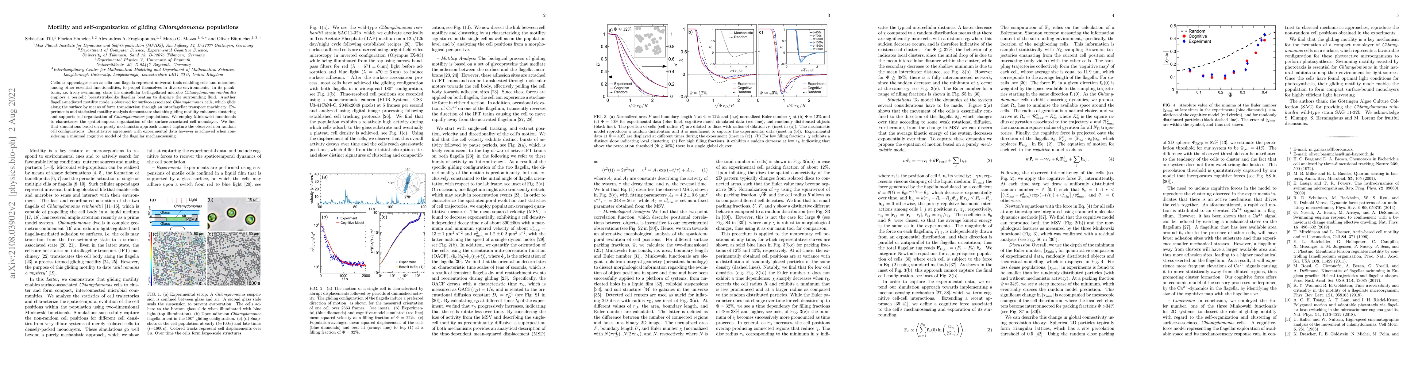 Thumbnail for Motility and self-organization of gliding Chlamydomonas populations