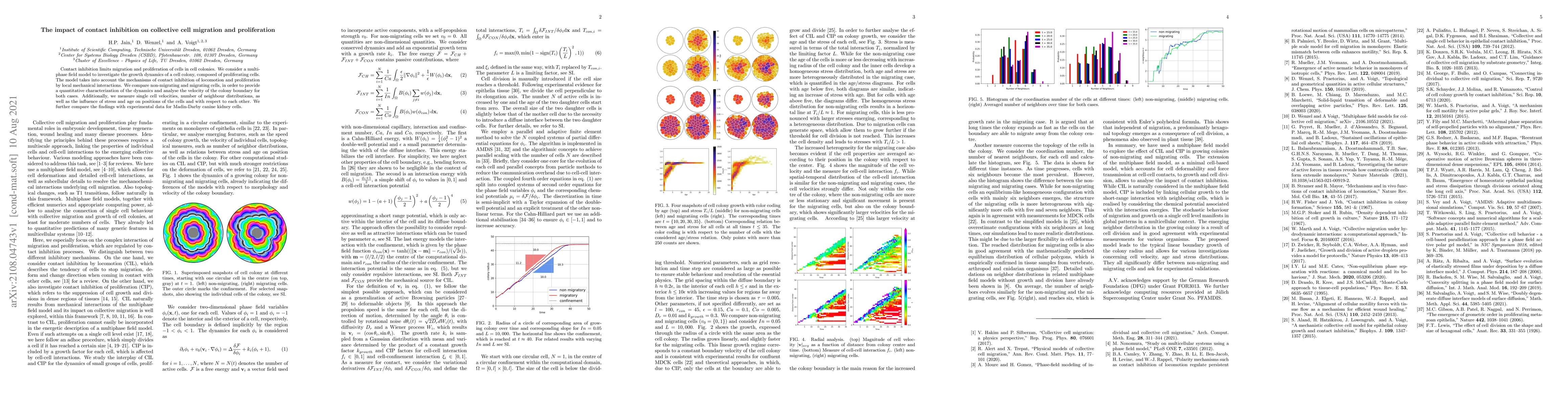 Thumbnail for The impact of contact inhibition on collective cell migration and
  proliferation